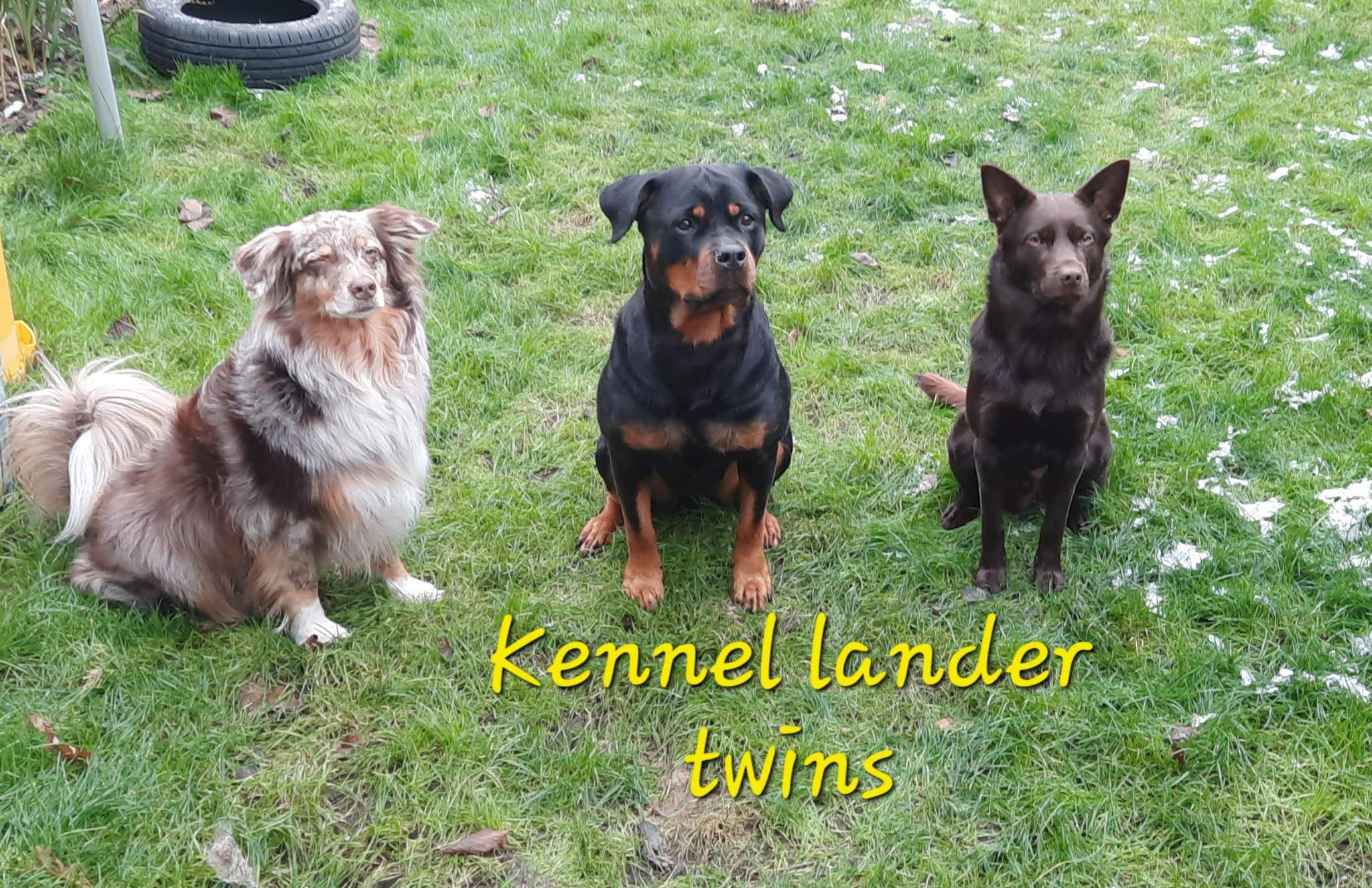 kennel